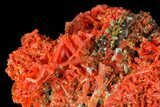 Bright Orange Crocoite Crystal Cluster - Tasmania #171703-1